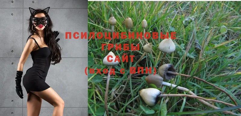 Псилоцибиновые грибы Psilocybe  Лодейное Поле 